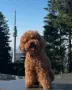 ТОЙ ПУДЕЛЧЕТА Доставка, снимка 4