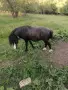 Продавам жребец, снимка 2