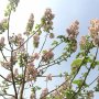 400 семена от красиво декоративно медоносно дърво пауловния томентоса за декорация и украса на двора, снимка 18