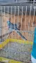 Продавам пойни папагали , снимка 9