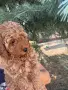 Мини пудел априкот, снимка 1
