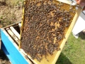 Пчелни отводки и пчелни рамки със запечатано пило и пчели, снимка 1