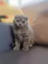 женско клепоухо шотландско коте, снимка 1