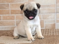 Чистокръвни кученца порода Мопс, снимка 1