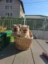 Померан Померанче, снимка 3