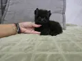 Мини шоколадово момче, снимка 3