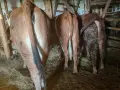 свободни дебели за клане или дамазлък , снимка 1
