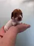 Дакел пиебалд piebald dachshund , снимка 2