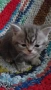 Шотландски котенца , снимка 10