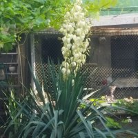 Студоустойчива Юка агаве, снимка 2 - Градински цветя и растения - 34959213