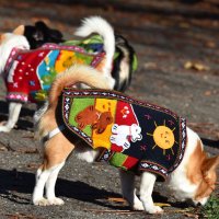  Ръчно бродирани перуански кучешки дрешки различни цветове и размери, снимка 17 - За кучета - 42804804