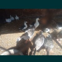 Лебедови гъски и йордечки , снимка 1 - други­ - 42805310