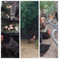 Яйца от домашни,свободно живеещи кокошки.БИО!, снимка 8 - За птици - 33765847