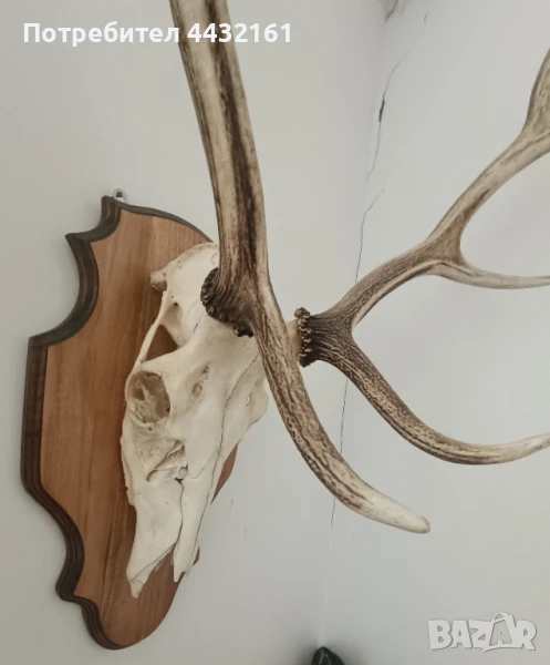 трофей череп с рога, снимка 1
