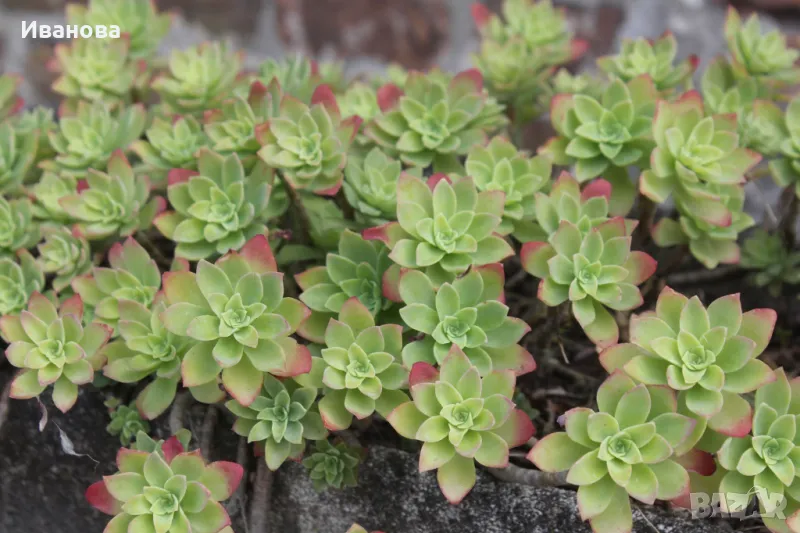 Седум Палмери, снимка 1