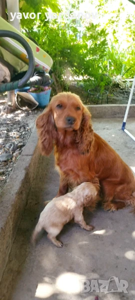 Продавам кокер шпаньол , снимка 1