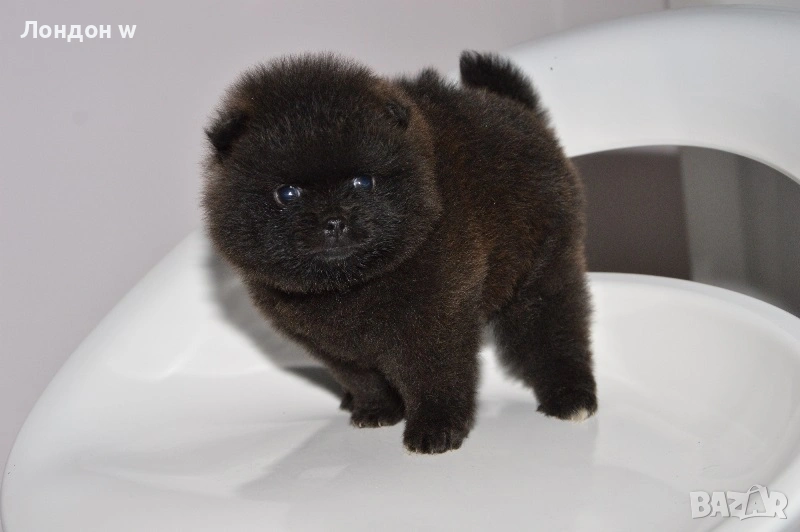 Померан истински мини черен , снимка 1