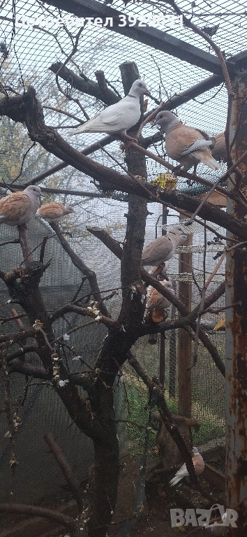 Продавам скумруци гугутки, снимка 1