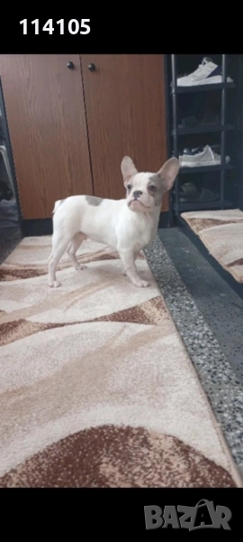 Френски булдочета, снимка 1