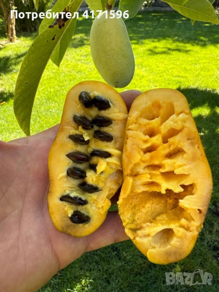 Asimina triloba, American papaw,Индиански банан, снимка 1