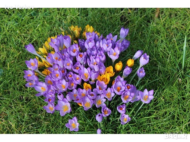 градински минзухар , снимка 1