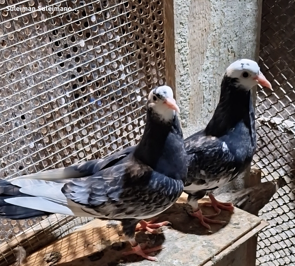 Свободни млади неврени готови за събаряне 80 лв, снимка 1