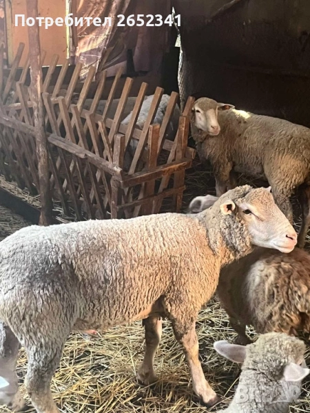 Продавам овце ил дю франс, снимка 1