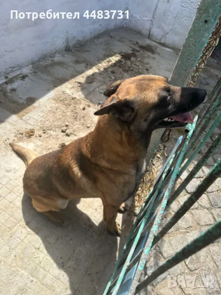 Белгийска овчарка, снимка 1