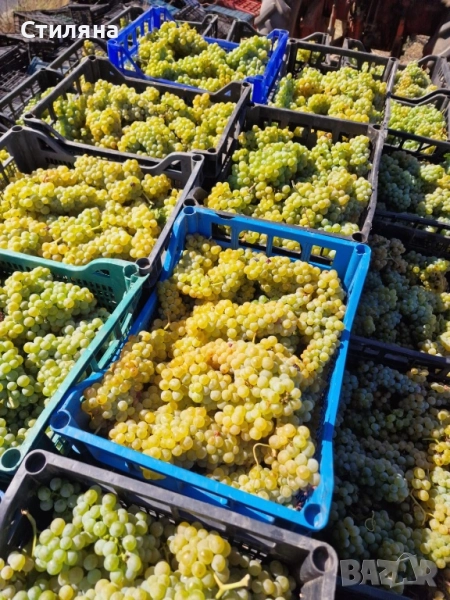 Грозде “Совиньон Блан”, снимка 1