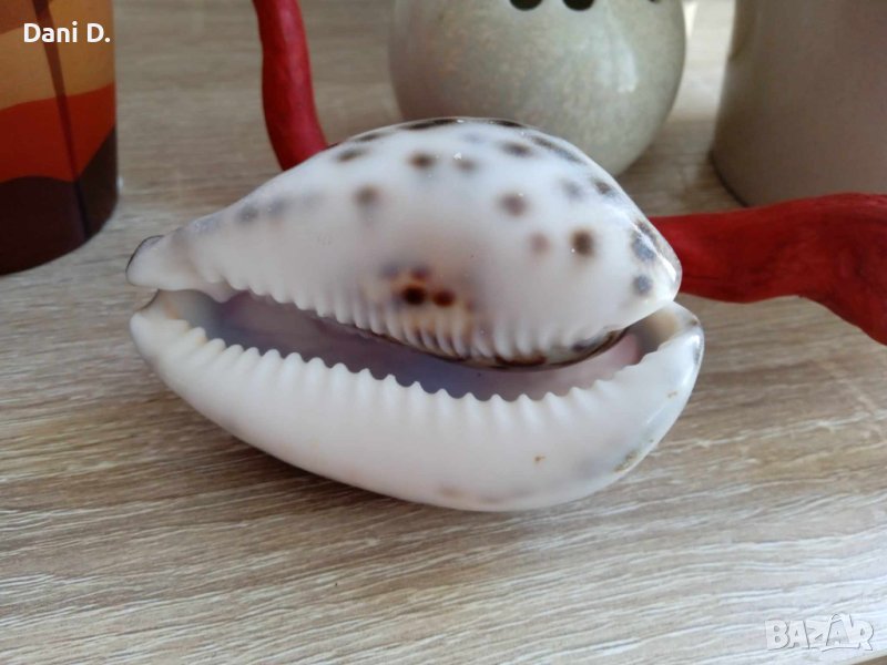 морска раковина от Андаманско море, снимка 1