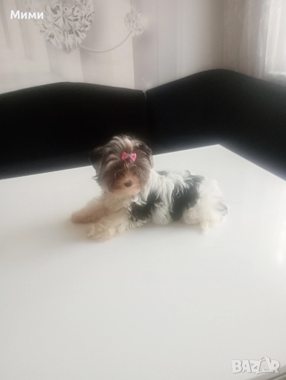 Бивър йоркширски териер , снимка 1