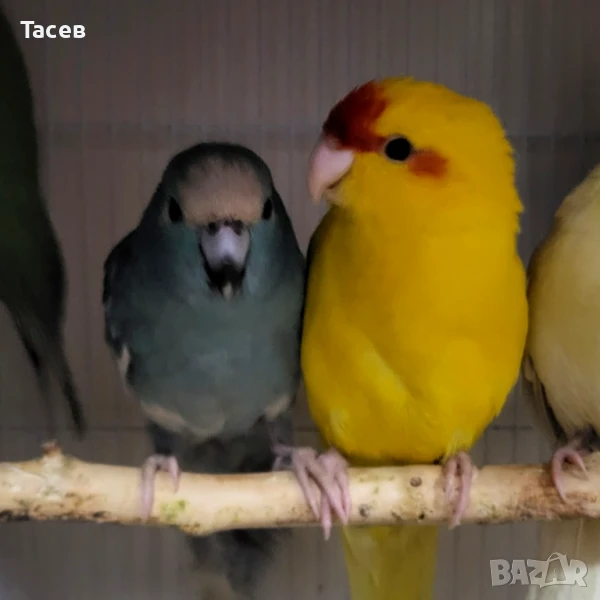 Какарики, снимка 1