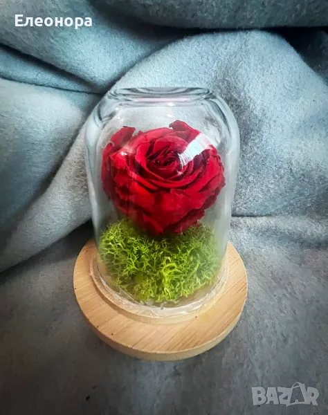 естествена червена роза в стъкленица, снимка 1
