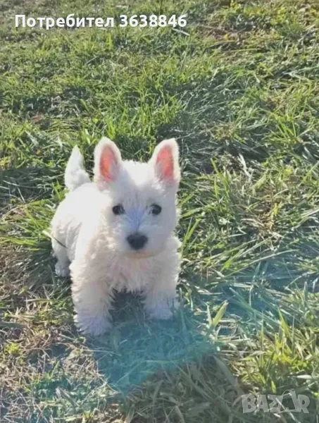 Уест хайленд териер, снимка 1