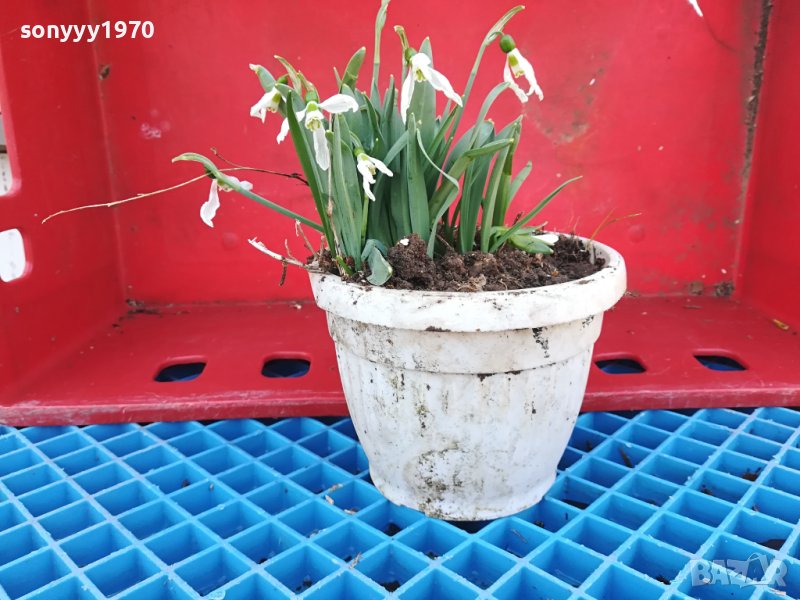 КОКИЕТА В САКСИЯ-ГРЪМ ЗА ПРЕСАЖДАНЕ С ЛУКОВИЦИ 170224, снимка 1