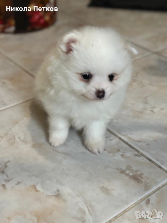 Померан , снимка 1