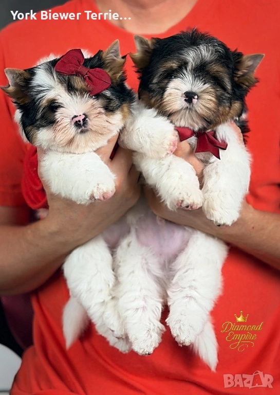 Йоркширски теРиер, момчета и момичета с родословие! Доставка , снимка 1