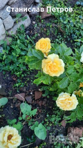 Разсад градинска роза , снимка 4 - Разсади - 37478861