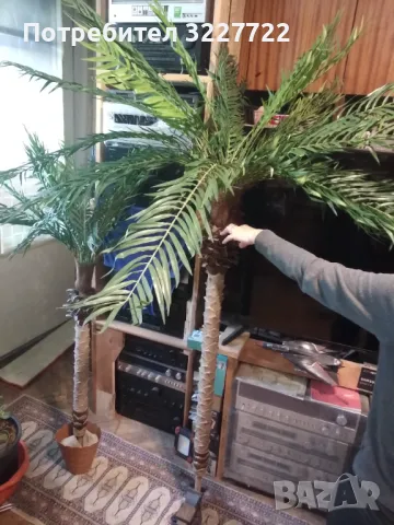 Изкуствена палма като истинска, снимка 2 - Декорация за дома - 49942728