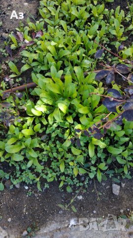 продавам цветя Невен - семена, реколта 2025 г., снимка 7 - Сортови семена и луковици - 24874715