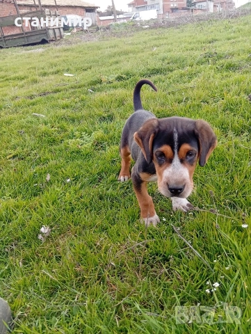 трицветно гонче, снимка 2 - Гонче - 53878849