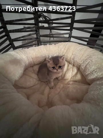 Британски късокосмести, снимка 7 - Британска късокосместа - 54171796