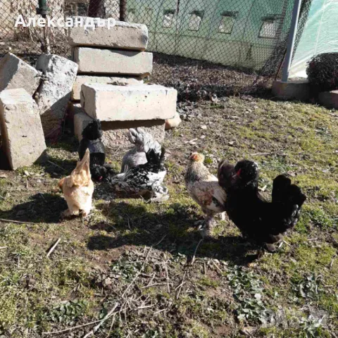 Струмски Бантам, снимка 9 - други­ - 49025276