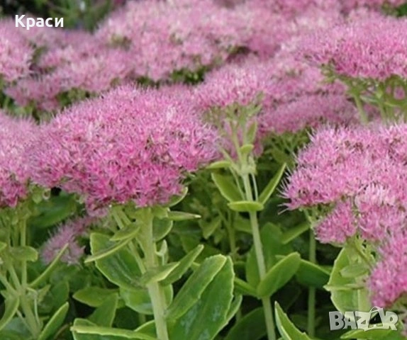 Седум Дебела мара., снимка 4 - Градински цветя и растения - 54228384