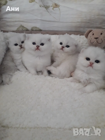 Котенца Мечта.Британски сребърни, снимка 4 - Британска късокосместа - 52203303