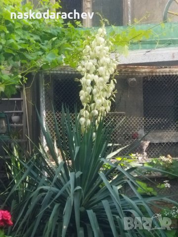 Студоустойчива Юка агаве, снимка 2 - Градински цветя и растения - 34959213