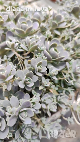 Седум Оростахис, Китайска шапка, Orostachys ‘Chinese Hat', снимка 5 - Градински цветя и растения - 51397227