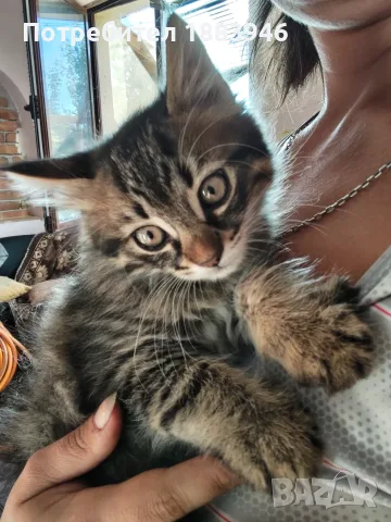 Подарявам малки котенца