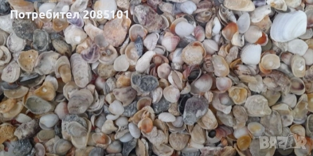 Морски мидички и камъчета, снимка 6 - Други стоки за дома - 52146747