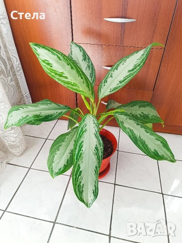 Пасифлора, Бенджамин, Сансевиера, мексиканска мента, Копривка , снимка 16 - Градински цветя и растения - 51170707